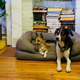 Image for article titled Just Some Nice Pictures of Our Pets to Look at For No Particular Reason